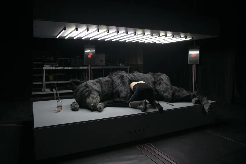 Ein schwarzer Wolf liegt auf einer beleuchteten Fläche. Eine Person mit nacktem Oberkörper steckt den Kopf in den Bauch des Wolfs.