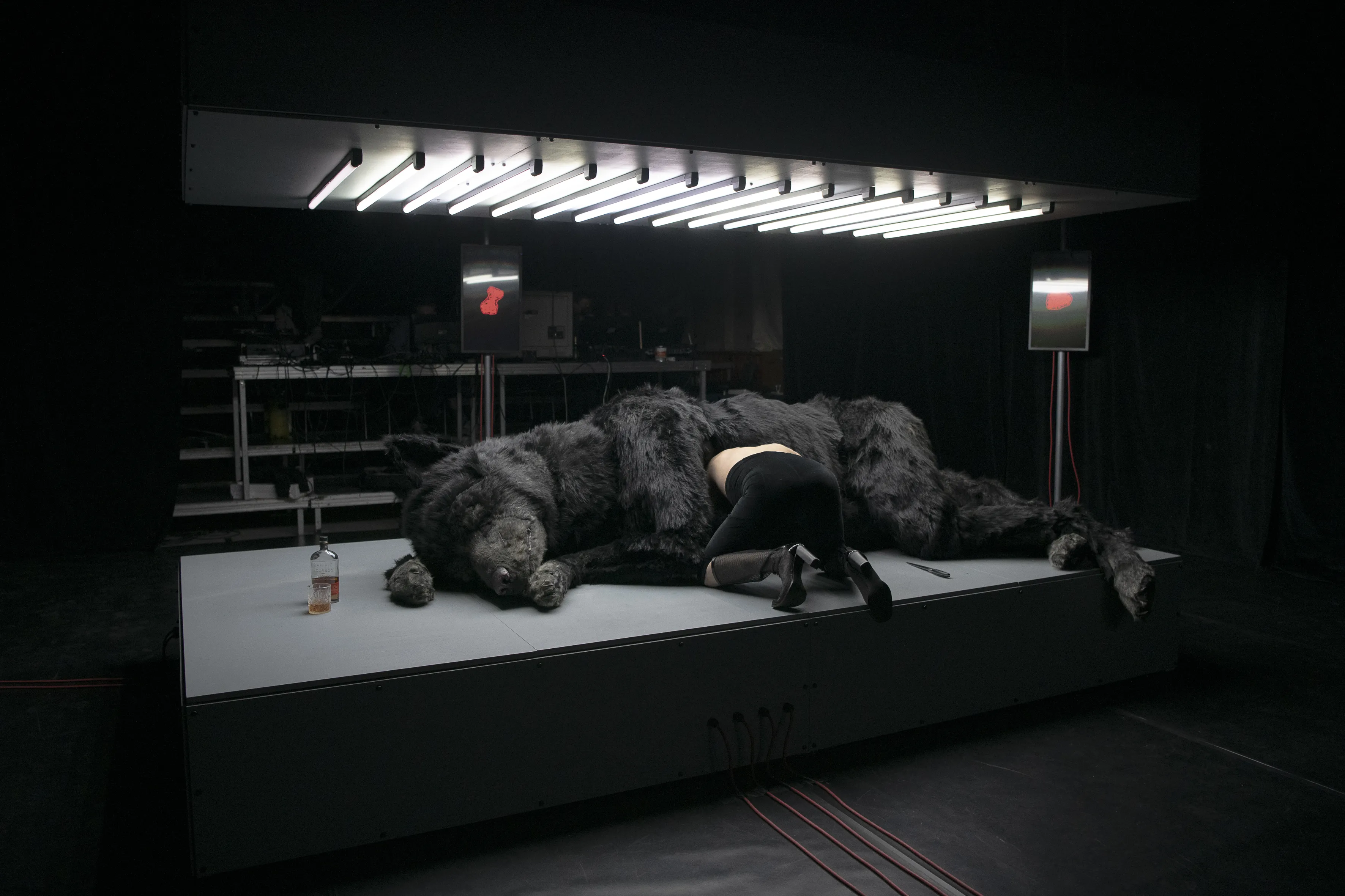 Ein schwarzer Wolf liegt auf einer beleuchteten Fläche. Eine Person mit nacktem Oberkörper steckt den Kopf in den Bauch des Wolfs.